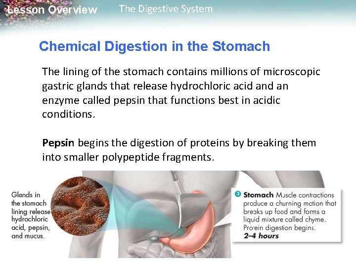Lesson Overview The Digestive System Chemical Digestion in the Stomach The lining of the Lesson Overview The Digestive System Chemical Digestion in the Stomach The lining of the