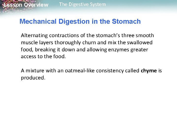 Lesson Overview The Digestive System Mechanical Digestion in the Stomach Alternating contractions of the Lesson Overview The Digestive System Mechanical Digestion in the Stomach Alternating contractions of the