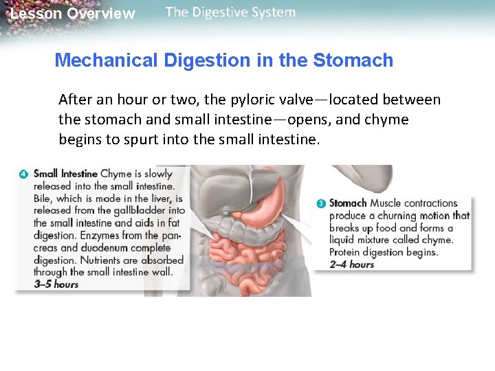 Lesson Overview The Digestive System Mechanical Digestion in the Stomach After an hour or Lesson Overview The Digestive System Mechanical Digestion in the Stomach After an hour or