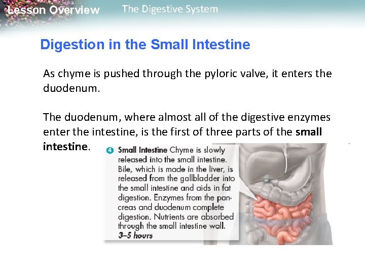 Lesson Overview The Digestive System Digestion in the Small Intestine As chyme is pushed Lesson Overview The Digestive System Digestion in the Small Intestine As chyme is pushed