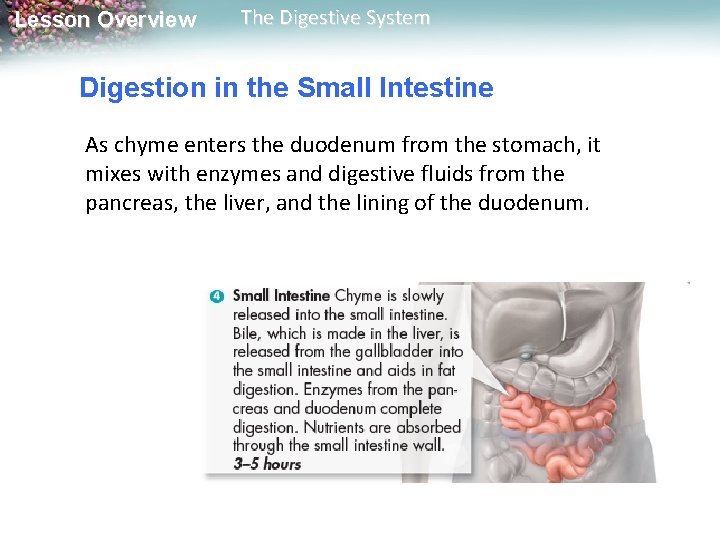 Lesson Overview The Digestive System Digestion in the Small Intestine As chyme enters the Lesson Overview The Digestive System Digestion in the Small Intestine As chyme enters the