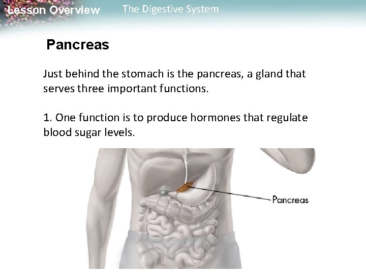 Lesson Overview The Digestive System Pancreas Just behind the stomach is the pancreas, a Lesson Overview The Digestive System Pancreas Just behind the stomach is the pancreas, a