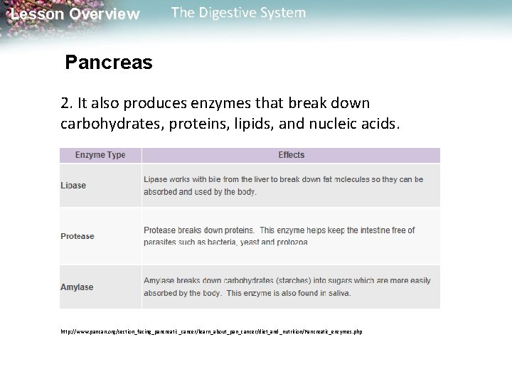 Lesson Overview The Digestive System Pancreas 2. It also produces enzymes that break down Lesson Overview The Digestive System Pancreas 2. It also produces enzymes that break down