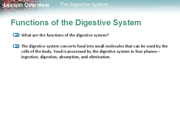 Lesson Overview The Digestive System Functions of the Digestive System What are the functions Lesson Overview The Digestive System Functions of the Digestive System What are the functions