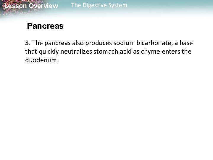 Lesson Overview The Digestive System Pancreas 3. The pancreas also produces sodium bicarbonate, a Lesson Overview The Digestive System Pancreas 3. The pancreas also produces sodium bicarbonate, a