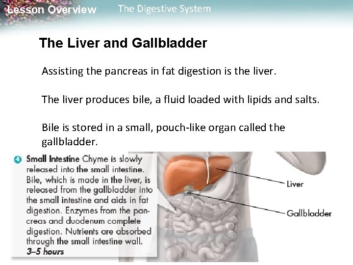Lesson Overview The Digestive System The Liver and Gallbladder Assisting the pancreas in fat Lesson Overview The Digestive System The Liver and Gallbladder Assisting the pancreas in fat