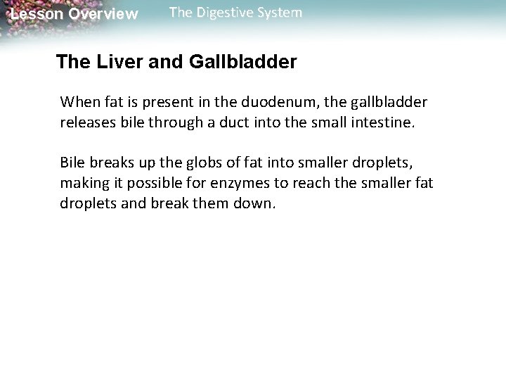 Lesson Overview The Digestive System The Liver and Gallbladder When fat is present in Lesson Overview The Digestive System The Liver and Gallbladder When fat is present in