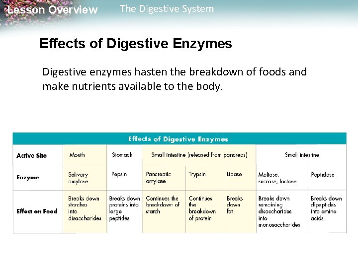 Lesson Overview The Digestive System Effects of Digestive Enzymes Digestive enzymes hasten the breakdown Lesson Overview The Digestive System Effects of Digestive Enzymes Digestive enzymes hasten the breakdown