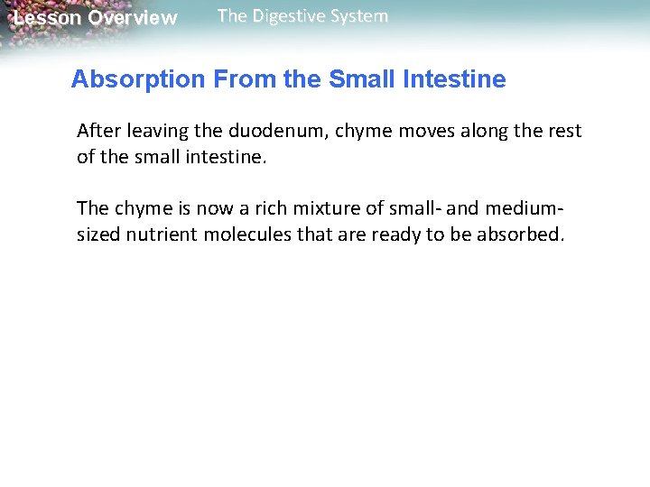 Lesson Overview The Digestive System Absorption From the Small Intestine After leaving the duodenum, Lesson Overview The Digestive System Absorption From the Small Intestine After leaving the duodenum,