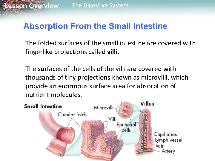 Lesson Overview The Digestive System Absorption From the Small Intestine The folded surfaces of Lesson Overview The Digestive System Absorption From the Small Intestine The folded surfaces of