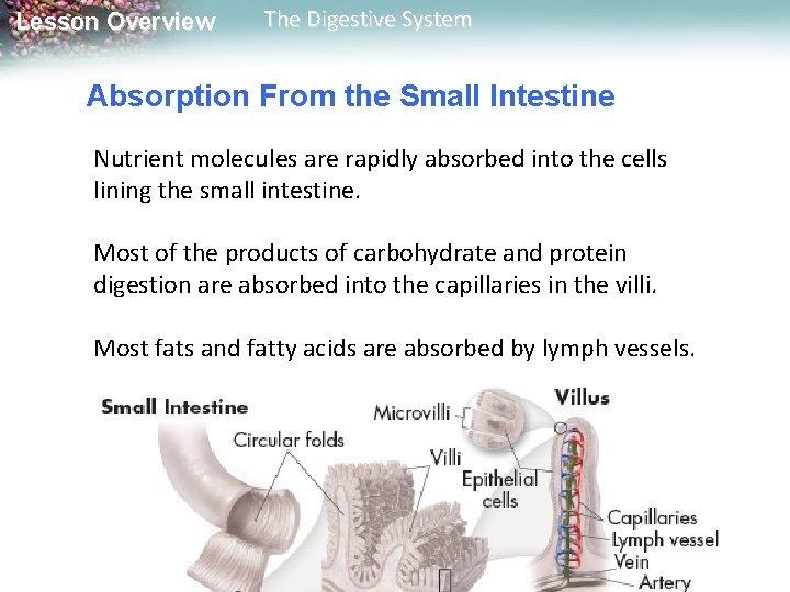 Lesson Overview The Digestive System Absorption From the Small Intestine Nutrient molecules are rapidly Lesson Overview The Digestive System Absorption From the Small Intestine Nutrient molecules are rapidly