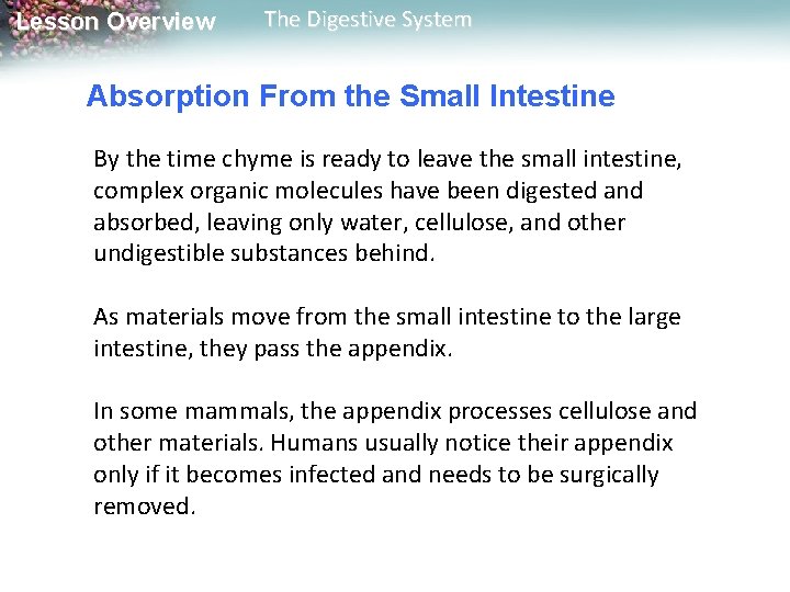 Lesson Overview The Digestive System Absorption From the Small Intestine By the time chyme Lesson Overview The Digestive System Absorption From the Small Intestine By the time chyme