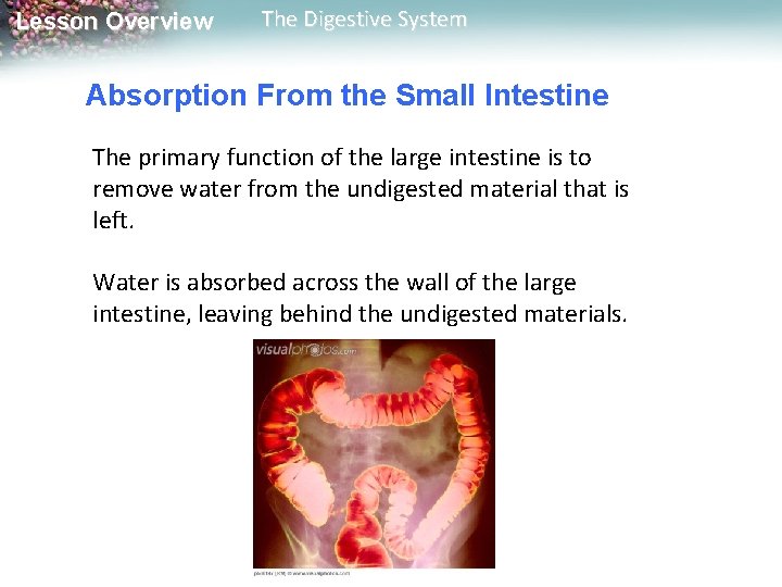 Lesson Overview The Digestive System Absorption From the Small Intestine The primary function of Lesson Overview The Digestive System Absorption From the Small Intestine The primary function of