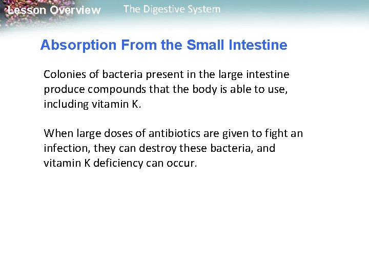 Lesson Overview The Digestive System Absorption From the Small Intestine Colonies of bacteria present Lesson Overview The Digestive System Absorption From the Small Intestine Colonies of bacteria present