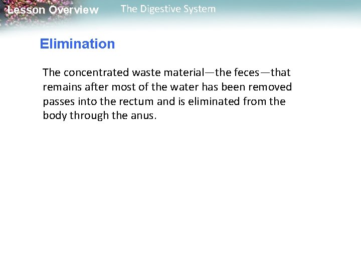 Lesson Overview The Digestive System Elimination The concentrated waste material—the feces—that remains after most Lesson Overview The Digestive System Elimination The concentrated waste material—the feces—that remains after most
