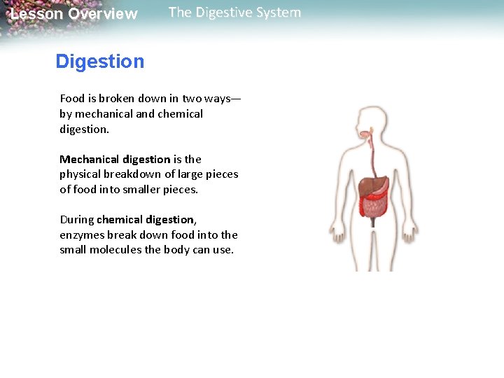 Lesson Overview The Digestive System Digestion Food is broken down in two ways— by Lesson Overview The Digestive System Digestion Food is broken down in two ways— by