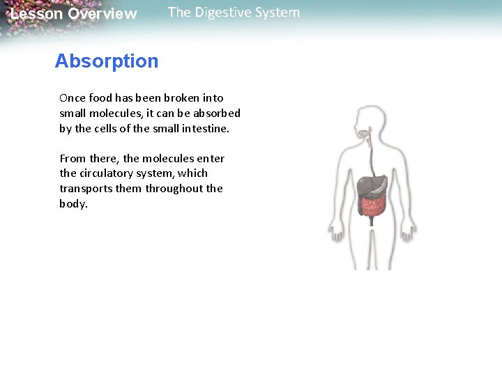 Lesson Overview The Digestive System Absorption Once food has been broken into small molecules, Lesson Overview The Digestive System Absorption Once food has been broken into small molecules,
