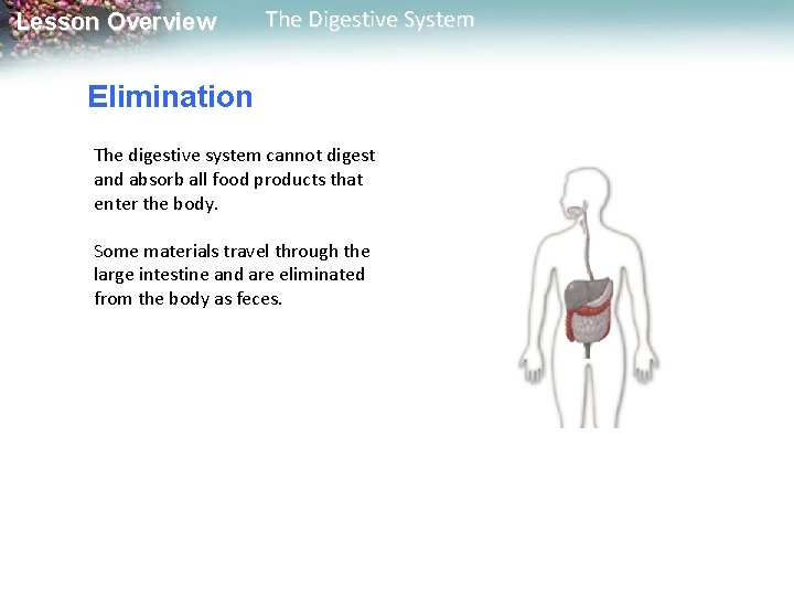 Lesson Overview The Digestive System Elimination The digestive system cannot digest and absorb all Lesson Overview The Digestive System Elimination The digestive system cannot digest and absorb all