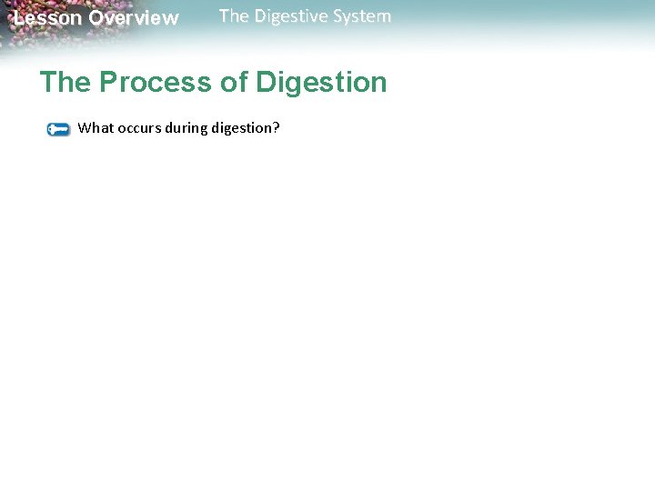 Lesson Overview The Digestive System The Process of Digestion What occurs during digestion? Lesson Overview The Digestive System The Process of Digestion What occurs during digestion?