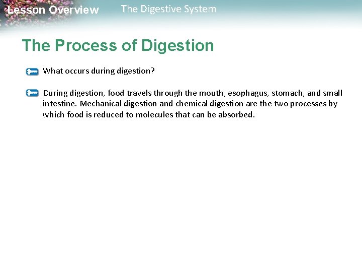 Lesson Overview The Digestive System The Process of Digestion What occurs during digestion? During Lesson Overview The Digestive System The Process of Digestion What occurs during digestion? During