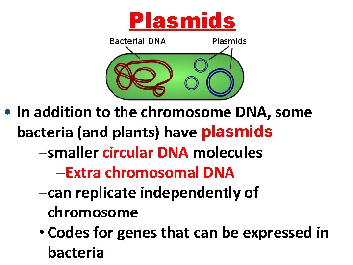 Plasmids • In addition to the chromosome DNA, some bacteria (and plants) have plasmids