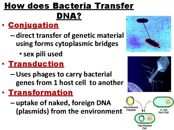 How does Bacteria Transfer DNA? • Conjugation – direct transfer of genetic material using