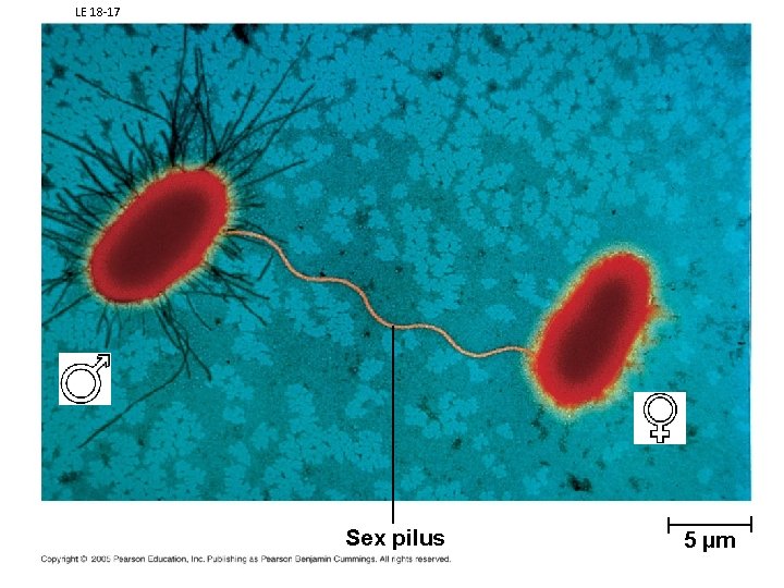 LE 18 -17 Sex pilus 5 µm 