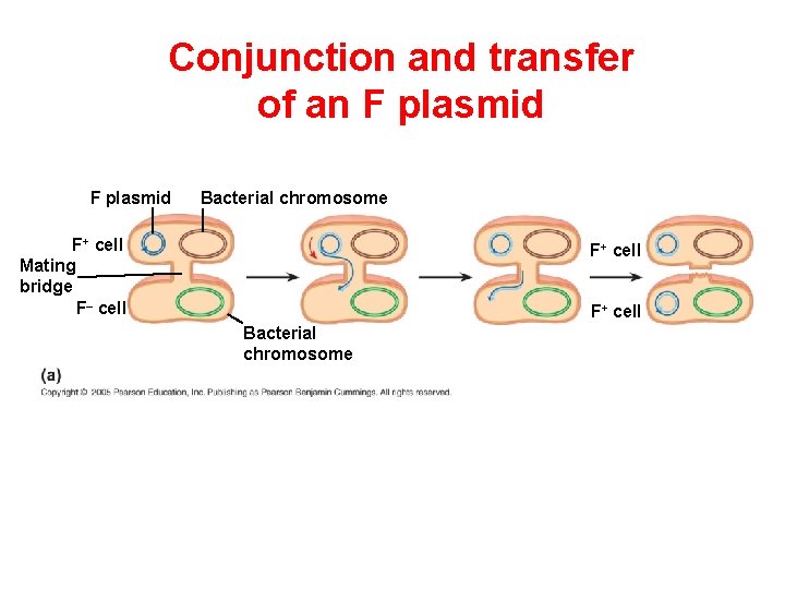Conjunction and transfer of an F plasmid Bacterial chromosome F+ cell Mating bridge F–