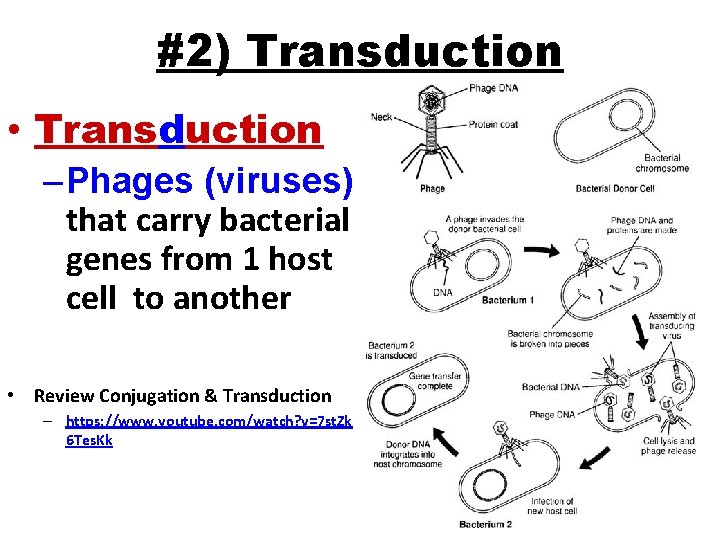 #2) Transduction • Transduction – Phages (viruses) that carry bacterial genes from 1 host