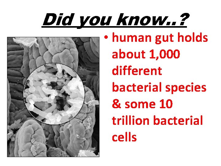 Did you know. . ? • human gut holds about 1, 000 different bacterial