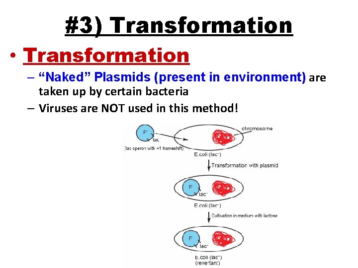 #3) Transformation • Transformation – “Naked” Plasmids (present in environment) are taken up by
