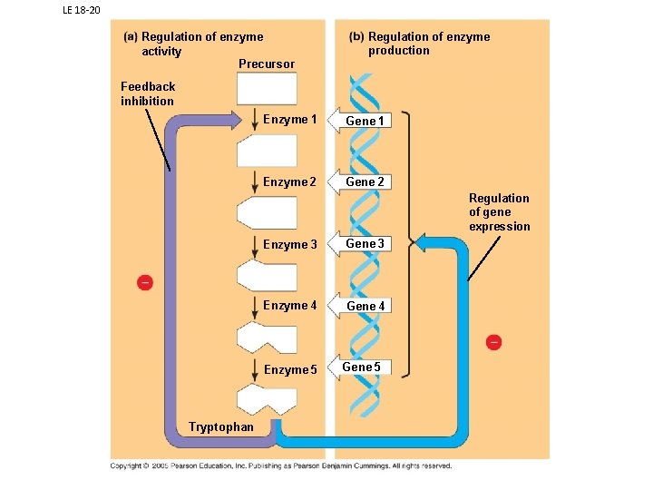 LE 18 -20 Regulation of enzyme activity Precursor Regulation of enzyme production Feedback inhibition