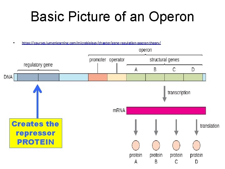 Basic Picture of an Operon • https: //courses. lumenlearning. com/microbiology/chapter/gene-regulation-operon-theory/ Creates the repressor PROTEIN