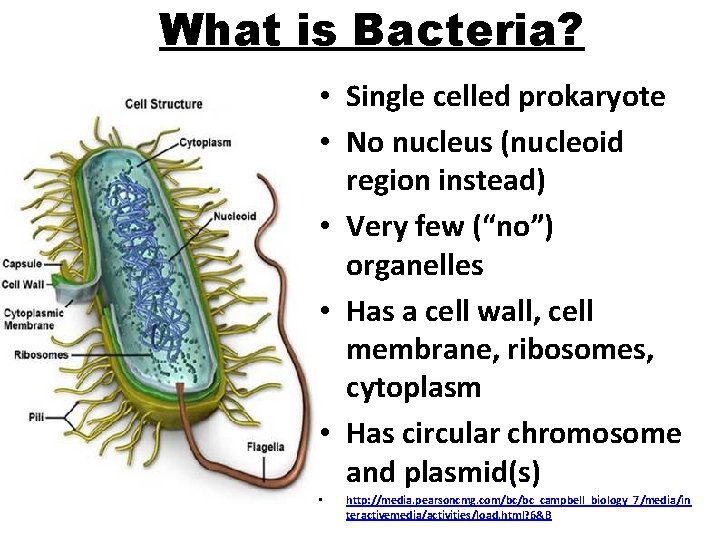 What is Bacteria? • Single celled prokaryote • No nucleus (nucleoid region instead) •