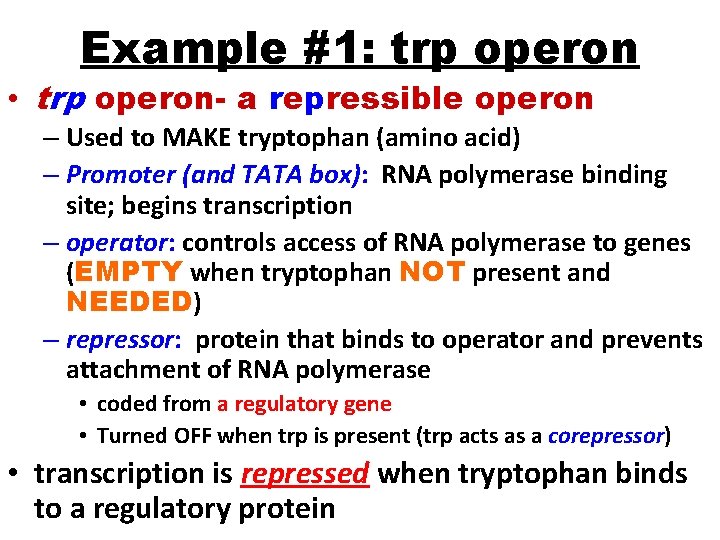 Example #1: trp operon • trp operon- a repressible operon – Used to MAKE