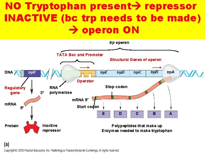 NO Tryptophan present repressor INACTIVE (bc trp needs to be made) operon ON trp