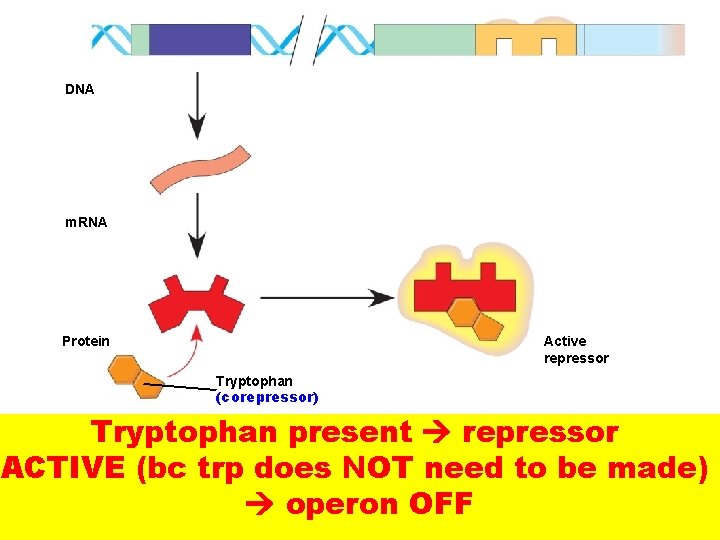 DNA m. RNA Active repressor Protein Tryptophan (corepressor) Tryptophan present repressor ACTIVE (bc trp