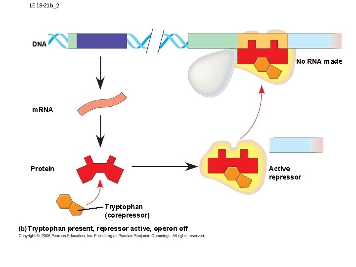 LE 18 -21 b_2 DNA No RNA made m. RNA Active repressor Protein Tryptophan