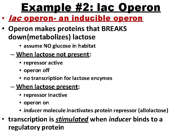 Example #2: lac Operon • lac operon- an inducible operon • Operon makes proteins