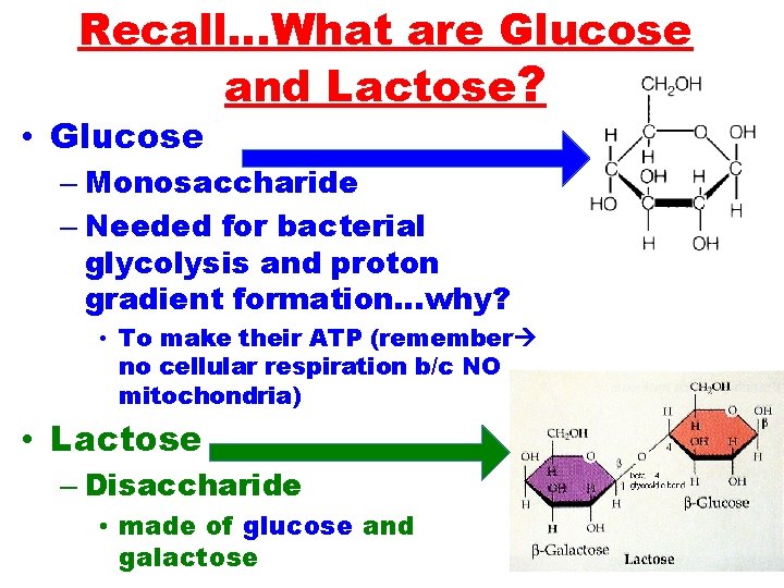 Recall…What are Glucose and Lactose? • Glucose – Monosaccharide – Needed for bacterial glycolysis
