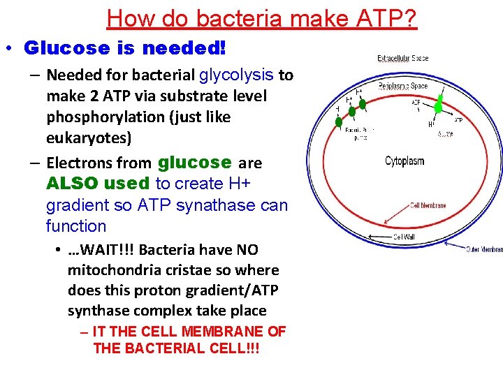 How do bacteria make ATP? • Glucose is needed! – Needed for bacterial glycolysis