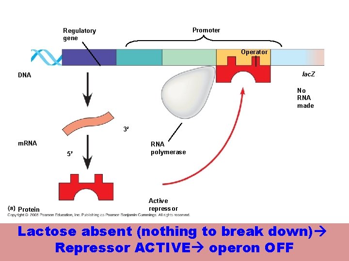 Promoter Regulatory gene Operator lacl DNA lac. Z No RNA made 3¢ m. RNA