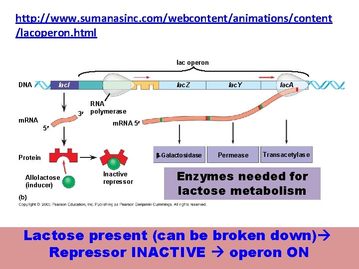 http: //www. sumanasinc. com/webcontent/animations/content /lacoperon. html lac operon DNA lac. Z lacl 3¢ m.