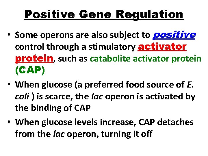 Positive Gene Regulation • Some operons are also subject to positive control through a