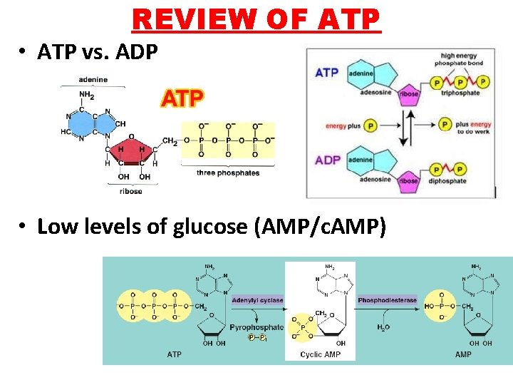 REVIEW OF ATP • ATP vs. ADP • Low levels of glucose (AMP/c. AMP)