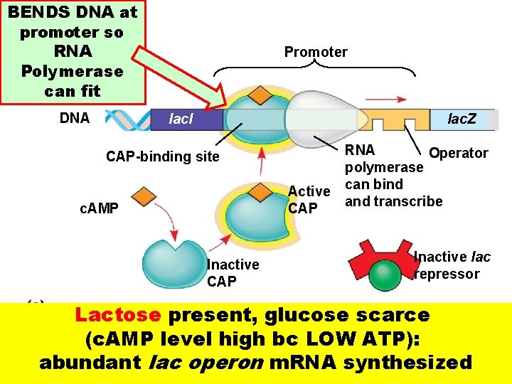 BENDS DNA at promoter so RNA Polymerase can fit DNA Promoter lacl lac. Z
