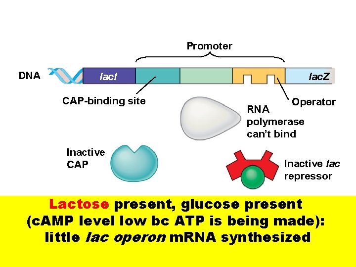Promoter DNA lacl CAP-binding site Inactive CAP lac. Z Operator RNA polymerase can’t bind