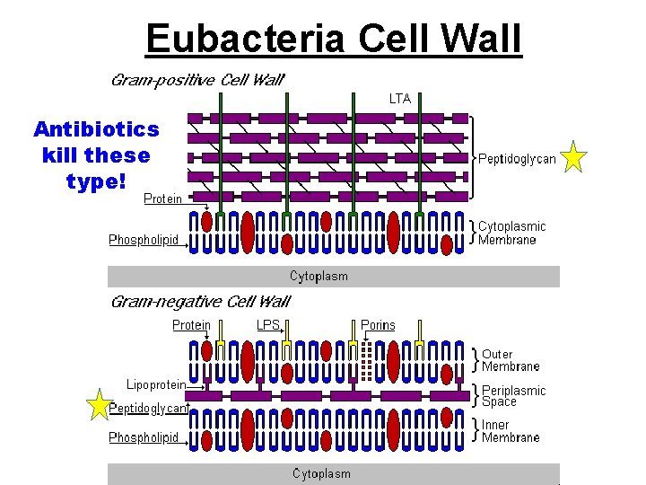 Eubacteria Cell Wall Antibiotics kill these type! 