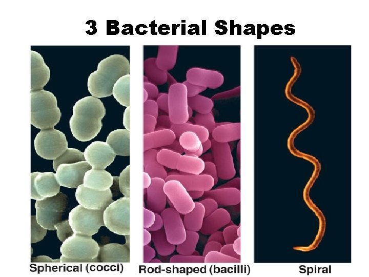 3 Bacterial Shapes 