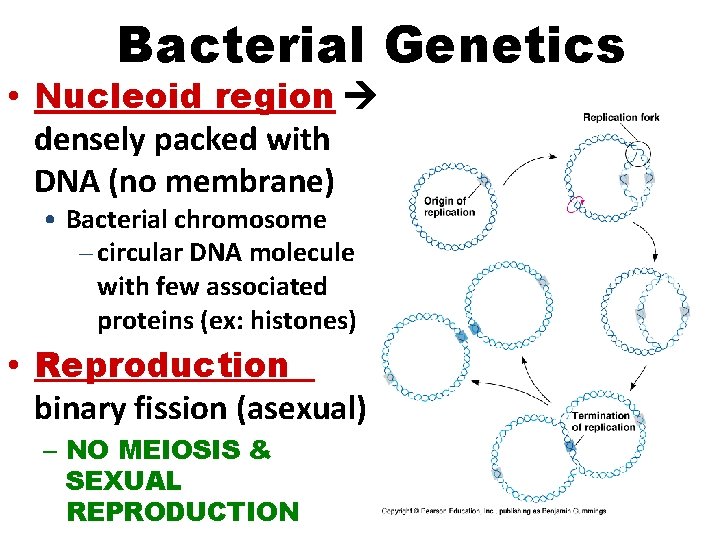 Bacterial Genetics • Nucleoid region densely packed with DNA (no membrane) • Bacterial chromosome